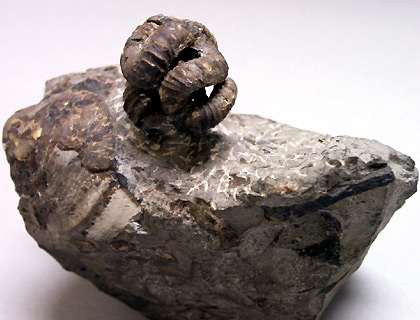 Malformed ammonite