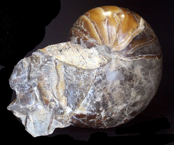オウムガイ化石